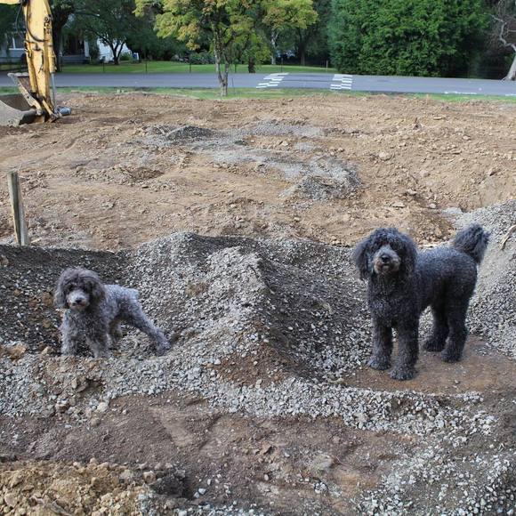 Meet your Posher, Robin - Picture 1 of 1